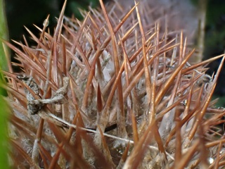 PA280971a.jpg